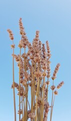 Dried lavender flowers on blue sky background. Selective focus.