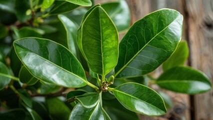 Fresh green leaves of a laurel tree on a wooden background.