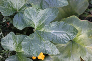 Pumpkin plant leaves growing in the .