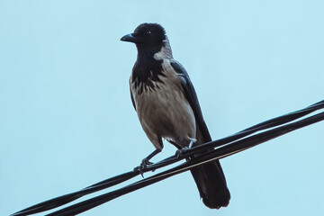 Hooded crow (Corvus cornix) sitting on a wire on a blue background
