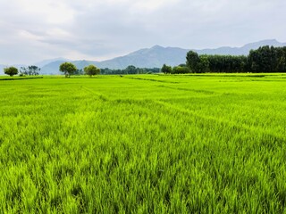 Lush Green Paddy Field in a Rural Landscape
