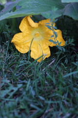 A bright orange pumpkin flower growing in the garden.