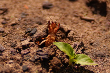Mole cricket
