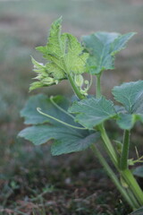 Pumpkin plant leaves growing in the .