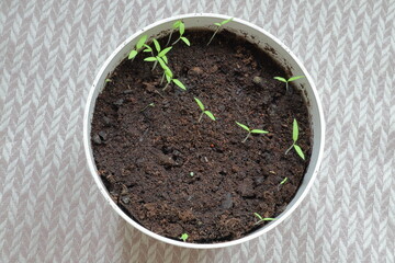 Small green tomato plants in a flower pot. 