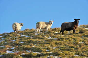 Herd of sheep in Britain, Yorkshire