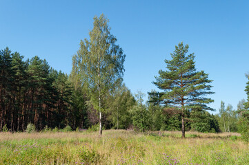 Forest landscape, glade with young trees birch and pine, sunny summer day