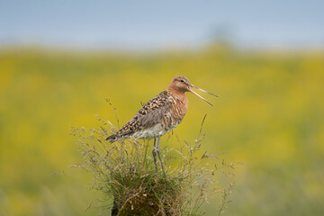 Black-tailed godwit - Limosa limosa in breeding plumage on ground with yellow background. Photo from Iceland.