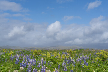 Blooming meadow under cluody sky. Photo from Iceland.