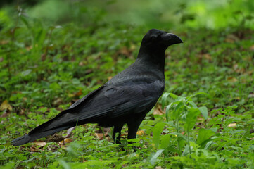 森の中で佇むカラス