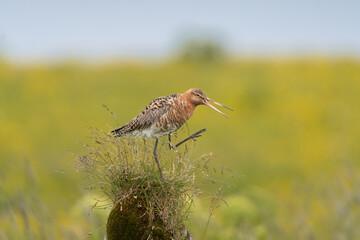Bar-tailed godwit - Limosa lapponica in breeding plumage on ground with yellow background. Photo from Iceland.