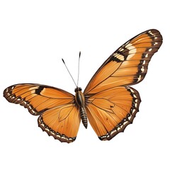 Fototapeta premium Orange butterfly, isolated on white background.