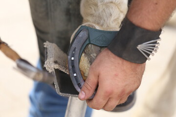 Farrier fits the horseshoe on the horse's hoof. Equestrian life outdoors at animal farm