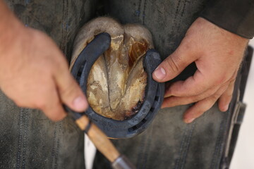 Farrier fits the horseshoe on the horse's hoof. Equestrian life outdoors at animal farm