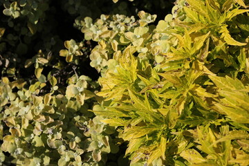 Bright yellow coleus flowers growing in the garden.