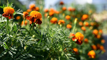 orange beautiful flowers marigolds close-up. beautiful flower of marigold in the garden. Marigolds erect, Mexican, Aztec or African marigold. beauty in nature. autumn season, summer bloom