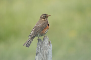Redwing - Turdus iliacus perched on flower at light green background. Photo from Iceland.