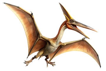 Pteranodon  isolated on white background as transparent. PNG