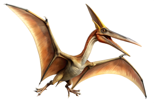 Pteranodon  isolated on white background as transparent. PNG