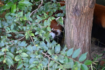 散歩するレッサーパンダ