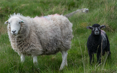 Obraz premium Sheep and curious black lamb