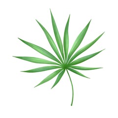 Watercolor Fan Palm Leaf  isolated on white background 