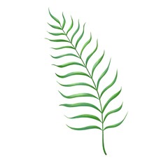 Watercolor tropical leaf isolated on white background