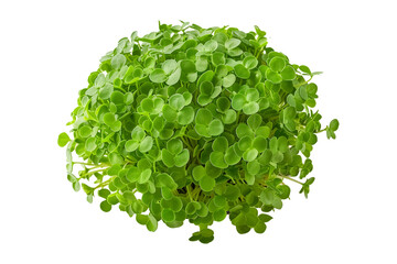 Fototapeta premium Curly cress plant isolated on a white transparent background. Watercress healthy dishes and fresh salads