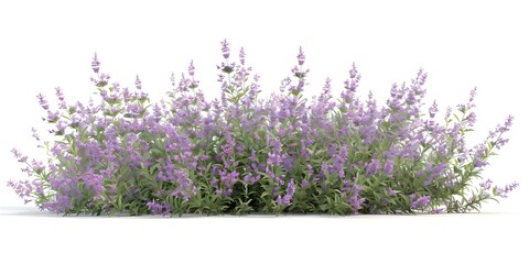 Naklejka premium Colorful Flowering Shrubs Isolated for Creative Projects