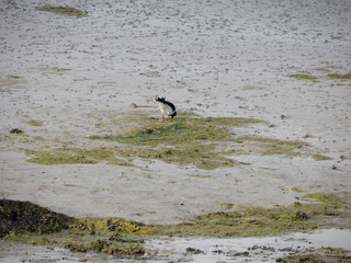 Pájaro en la playa de Traig Lar, North Uist, Islas Hébridas, Escocia, Reino Unido