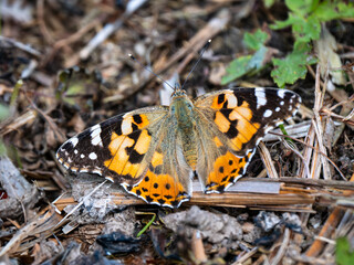 Painted Lady Butterfly Resting Wings Open