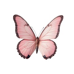 Fototapeta premium Pink butterfly, isolated on white background.