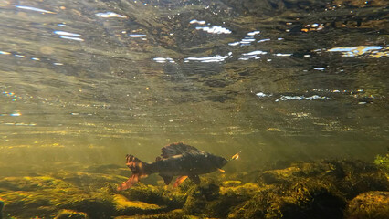 Grayling fighting underwater in shallow water. Grayling was caught and hooked from Arctic river by fisherman in Lapland in Sweden in Kiruna region in August 2021.