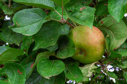 Nicht perfektes Bio Obst