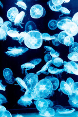 jellyfish in aquarium