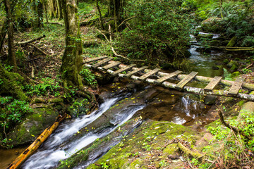 A small wobbly wooden bridge crossing a fast-flowing stream in the indigenous forests of Magoebaskloof of South Africa.