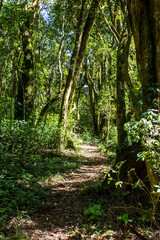 Fototapeta premium A trail surrounded by the moss covered indigenous trees of the Afromontane rainforest of Magoebaskloof.