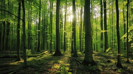 Obraz premium A serene forest scene illuminated by sunlight filtering through lush green trees.