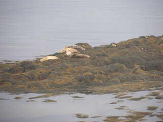 Colonia de focas de Berneray, North Uist, Islas Hébridas, Escocia, Reino Unido