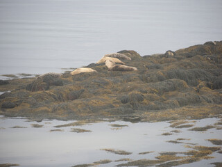 Fototapeta premium Colonia de focas de Berneray, North Uist, Islas Hébridas, Escocia, Reino Unido