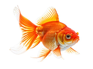 Fototapeta premium Oranda goldfish isolated on transparent background close up 
