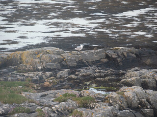 Colonia de focas de Berneray, North Uist, Islas Hébridas, Escocia, Reino Unido