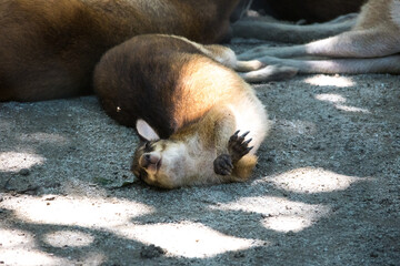 Wallaby in Zoo Negara Malaysia National Zoo
