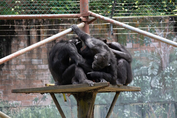 Obraz premium Group of Chimpanzee grooming in Zoo Negara Malaysia National Zoo