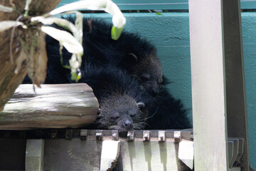 Bearcat Binturong sleeping in Zoo Negara Malaysia National Zoo