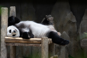 Fototapeta premium Cute Panda sleeping in Zoo Negara Malaysia National Zoo