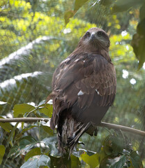 Black Kite in Zoo Negara Malaysia National Zoo