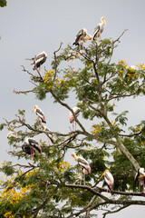 Painted Stork in Zoo Negara Malaysia National Zoo