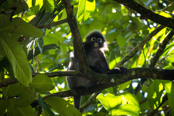 Dusky Leaf Monkey in Zoo Negara Malaysia National Zoo