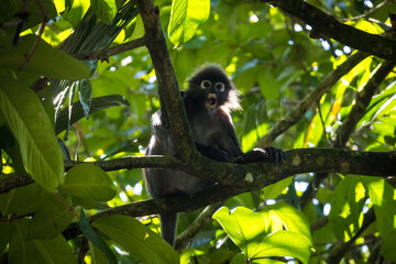 Dusky Leaf Monkey in Zoo Negara Malaysia National Zoo